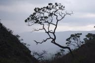 Bark;Branch;Branches;Brazil;Cerrado;Contour;Form;Herbaceous;Mountain;Mountain-To