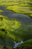 Yellowstone-National-Park;Wyoming;Green;Colors;Color