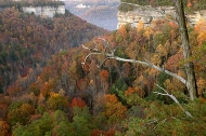 Leaf;Plants;Tennessee;Cumberland-Plateau;Rock-Formations;Rocks;Fall-Scenes;Cliff