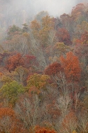 Tennessee;Cumberland-Plateau;Seasons;Forest;Fall-Scenes;Leaves;Leaf;Plants;Abstr