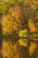 Autumn;Fall;Foliage;Forest;Gold;Green;Leaf;Leafy;Leaves;Orange;Reflection;Reflec