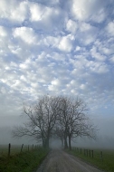 Fog;fresh;Clouds;National-Park;Trail;Trees;Road;Grass;Sky;Clean;Scenic;Scenic-Vi