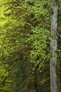 Forest;Trees;Leaves;Leaf;Plants;Woods;Bark;Outdoors;Nature;Natural;Woodland;Moss