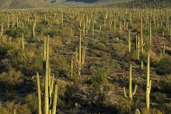 Cactus;Sunlight;Sun;Beams;Sunbeam;Rays;Light;Luminance;Illuminate;Sunset;Dusk;Tw