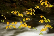 Season;Yellow;Leafy;Rock;Gold;Tennessee;Seasons;Cascade;Stones;Waterfalls;Cascad
