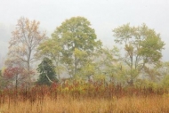 misty;Tan;tree;Tree;Trees;fog;Autumn;Grass;Gold;Tennessee;Great-Smoky-Mountains-