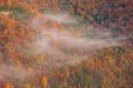 Kentucky;haze;trees;Woods;tree-trunk;Forest;Trees;fog;Gold;Gorge;tree;leaves;Tim