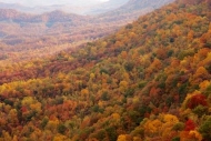 Benham;Autumn;Yellow;Woods;Woodlands;Woodland;Wooded-area;Fall;Valley;trees;Tree