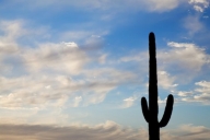 Blue;White;Arid;Carnegiea-gigantea;Desert;Arizona;Tan;Saguaro-National-Park;Dry;