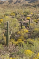 Saguaro-National-Park;Dry;Arid;Arizona;Landscapes;Plants;Desert;Cactus;Cacti;Car