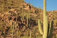 Arid;Blue;Green;Dry;Desert;Arizona;Plants;Cactus;Saguaro-National-Park;Carnegiea