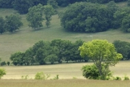 trees;Hills;Hill;Hillside;Sunlight;tree;Field;Shadows;grass;Gray;Tree;Tan;Sunlit