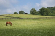 Green;Horse;Agricultural;Brown;Horse-Farm;Horses;White;Landscape;Farm;Blue;Tenne