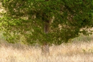 Branches;Brown;Grass;Green;Oneness;Tan;Tree;Trunk;Wabi-Sabi;bark;cedra;limbs;tre