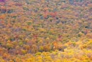 Autumn;Brown;Calm;Fall;Forest;Forested;Gold;Healing;Hill;Minimalism;Mountain;Mou