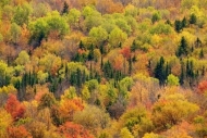 Woodlands;Trees;Timber;Woods;Orange;Red;Fall;Yellow;Forest;New-England;Autumn;Go