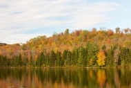 Orange;Autumn;White;Timberland;Tree;Landscape;Forest;Outdoor;Timber;Woodlands;Tr