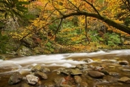 Gray;Tree;Stone;Woods;tree-limbs;Autumn;Great-Smoky-Mountains-National-Park;Tenn