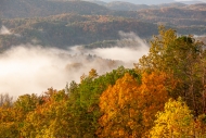 Autumn;Branches;Brown;Calm;Couchville-Cedar-Glade-State-Natural-Area;Fall;Fog;Fo