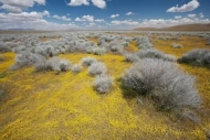 Antelope-Valley;Bloom;Blooming;Blossom;Blossoms;Blue;Blues;California;California