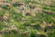 Grass;Mountainside;Sapling;Abstracts;Roan-Mountain;Patterns;Tan;Brown;Green;Text