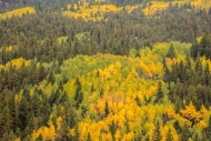 Abstract;Abstraction;Autumn;Branch;Branches;Colorado;Fall;Forest;Forested;Healin