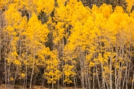 Autumn;Branches;Calm;Colorado;Concepts;Fall;Forest;Forested;Gold;Habitat;Healing