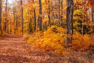 Autumn;Brown;Calm;Concepts;Fall;Fallen;Fallen-Leaves;Forest;Forested;Gold;Great-