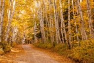 Autumn;Brown;Calm;Fall;Forest;Forested;Gold;Great-Lakes;Healing;Health-care;Heal