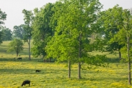 Agricultural;Animals;Cattle;Cow;Cows;Fields;Mammals;Pastureland;Seasons;Spring;S