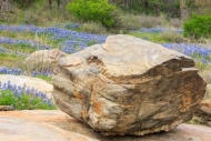 Bloom;Blossom;Blossoms;Blue;Bluebonnet;Bluebonnets;Boulder;Boulders;Brown;Flower