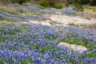 Bloom;Blossom;Blossoms;Blue;Bluebonnet;Bluebonnets;Boulder;Boulders;Brown;Flower