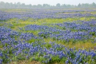 Bloom;Blossom;Blossoms;Blue;Bluebonnet;Bluebonnets;Field;Fields;Flower;Floweret;