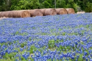 Abstract;Abstraction;Agricultural;Bale;Bloom;Blossom;Blossoms;Blue;Bluebonnet;Bl