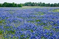 Abstract;Abstraction;Bloom;Blossom;Blossoms;Blue;Bluebonnet;Bluebonnets;Close-up