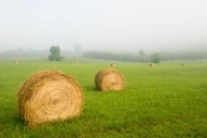 Agricultural;Agriculture;Bale;Farm;Field;Fields;Grass;Green;Hay;Hay-Bales;Mist;O