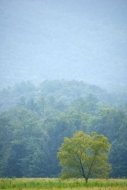 Pastureland;Cades-Cove;tree-trunk;Green;Valley;Blue;tree-limbs;Pasture;Field;Sun
