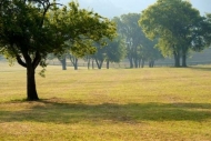 mist;Green;Pastureland;Tan;branches;Grass;Silhouette;foggy;Fence;fog;tree-trunk;