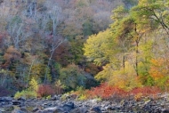 branches;limb;Orange;Little-River-Canyon;Gray;Boulders;Stone;branch;Autumn;Stone