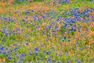 Abstract;Abstraction;Bloom;Blossom;Blossoms;Blue;Bluebonnet;Bluebonnets;Field;Fl
