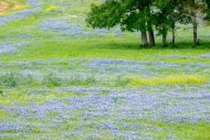 Agricultural;Bloom;Blossom;Blossoms;Blue;Bluebonnet;Bluebonnets;Branches;Field;F