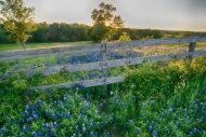 Sunset;Flowers;Sunny;Petal;Texas-Bluebonnet;Wildflower;Flower;Sunlit;Petals;Blue