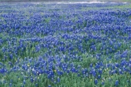 Pasture;Fields;Bluebonnet;Field;Morning;Flowering;Blue;Texas-Bluebonnet;Dewy;Wil