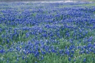 Pasture;Fields;Bluebonnet;Field;Morning;Flowering;Blue;Texas-Bluebonnet;Dewy;Wil