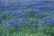 Bluebonnets;Flowering;Morning;Petal;Flora;Petals;Bluebonnet;Dewy;Field;Blossom;D
