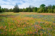 Bloom;Blossom;Blossoms;Blue;Bluebonnet;Bluebonnets;Blues;Calm;Cool-Colors;Cool-P