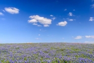 Blossom;Blossoms;Blue;Bluebonnet;Bluebonnets;Cloud;Cloud-Formation;Clouds;Cloudy