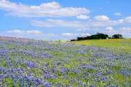 Blossom;Blossoms;Blue;Bluebonnet;Bluebonnets;Cloud;Cloud-Formation;Clouds;Field;