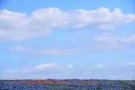 Bloom;Blossom;Blossoms;Blue;Bluebonnet;Bluebonnets;Cloud;Cloud-Formation;Clouds;