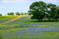 Agricultural;Bloom;Blossom;Blossoms;Blue;Bluebonnet;Bluebonnets;Branches;Cloud;C